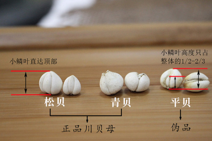 太医教您识中药 川贝母